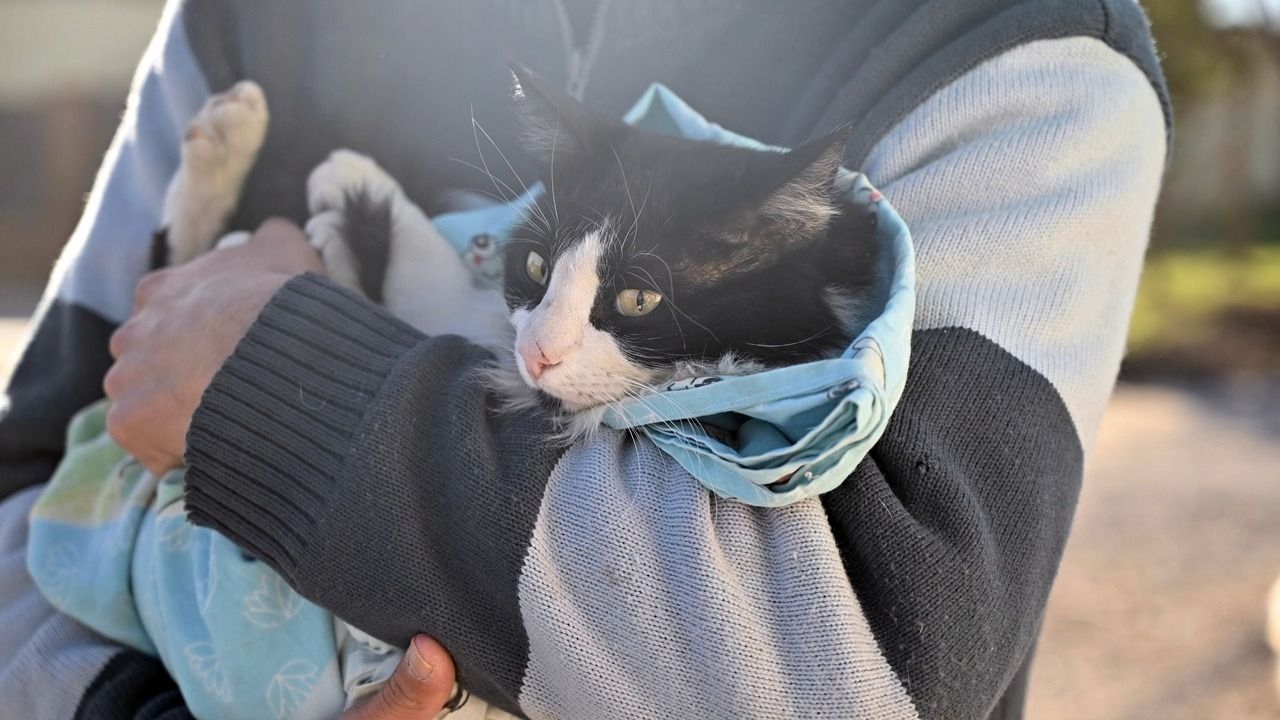 San Juan refuerza las esterilizaciones masivas y proteccionistas advierten sobrepoblación felina