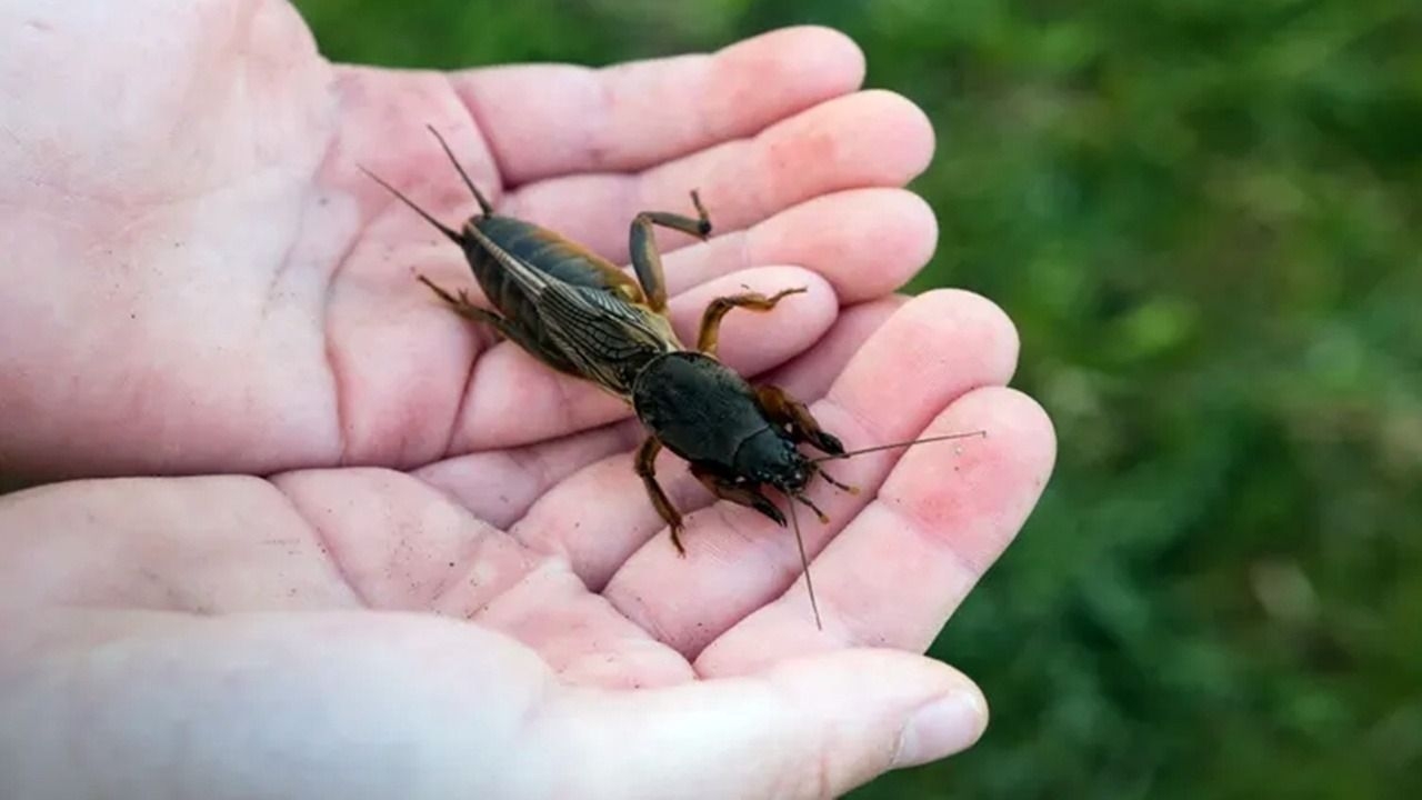 Qué significa escuchar grillos en el jardín: esto revela su presencia