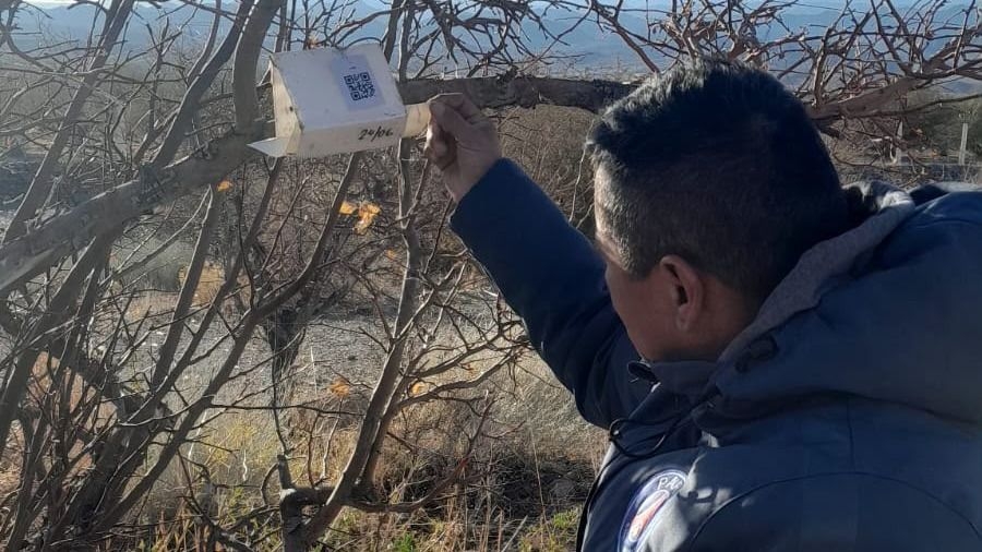 Implementan en San Juan monitoreo fitosanitario con códigos QR 