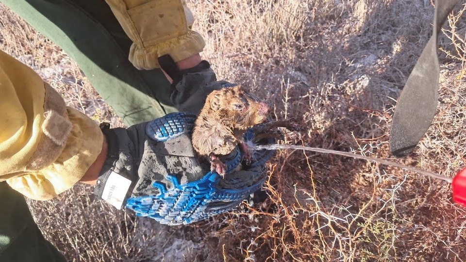 Bomberos rescataron a un conejito atrapado en las brasas de un incendio