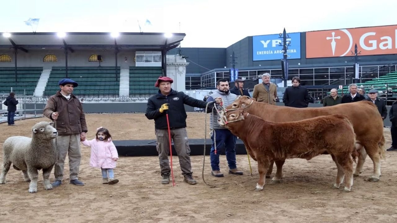 El carnero Tim Payne, la vaca Tini Tini y el ternero De Paul: los primero animales de la Expo Rural