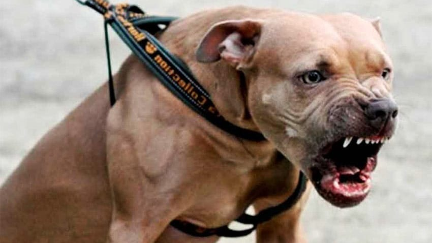 Un perro atacó a un hombre dentro de su casa en Rawson y le amputó parte de un dedo