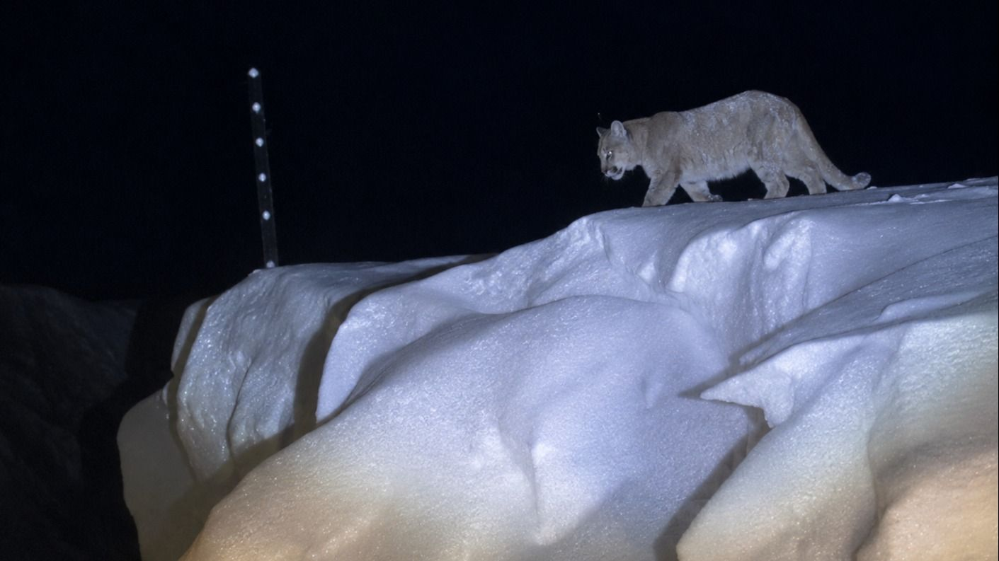 Guanacos y pumas bajan a zonas bajas de San Juan