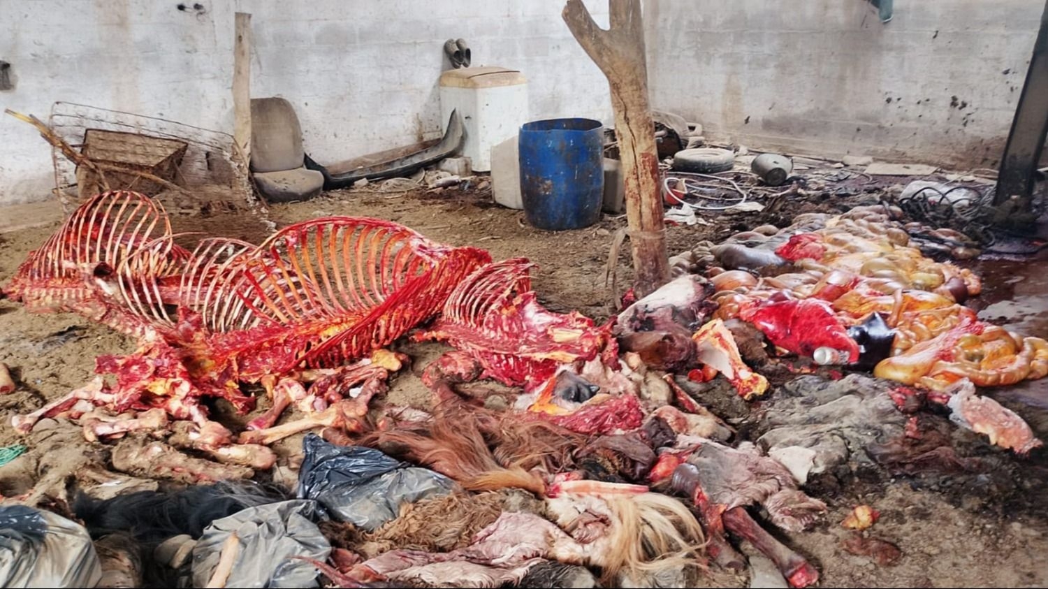 Alquiló el predio para criar animales, pero allí faenaban caballos