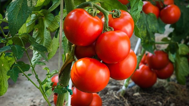 Conicet identifica gen que mejora el rendimiento del tomate