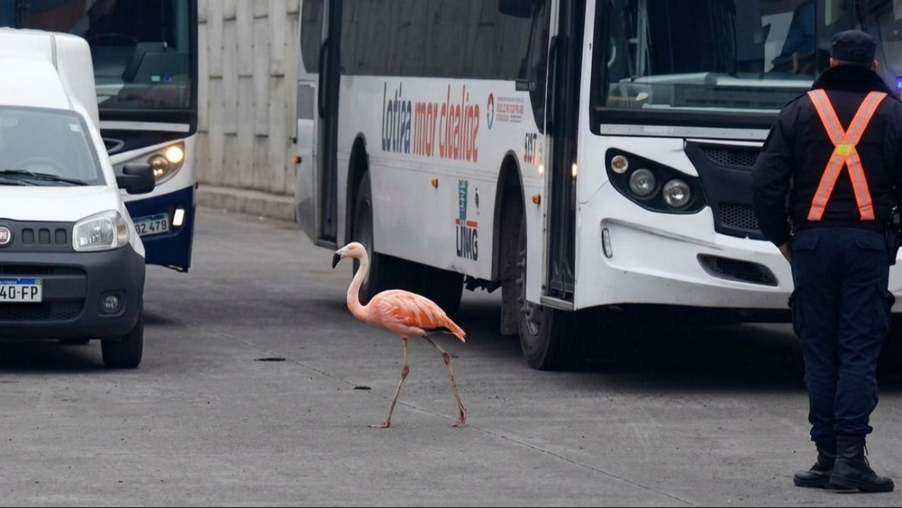 Sorpresa en Córdoba: un flamenco apareció caminando por la terminal de ómnibus