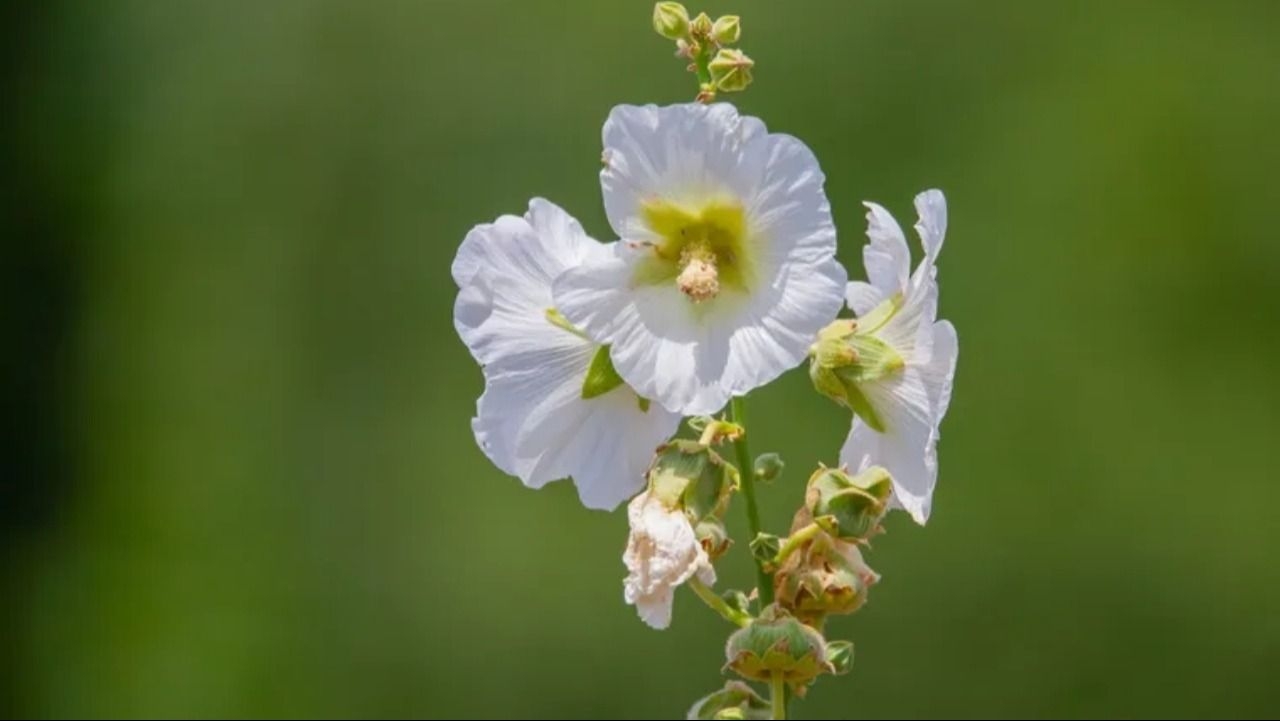 Una flor es tendendia por transformar el jardín y atrae colibríes con su néctar