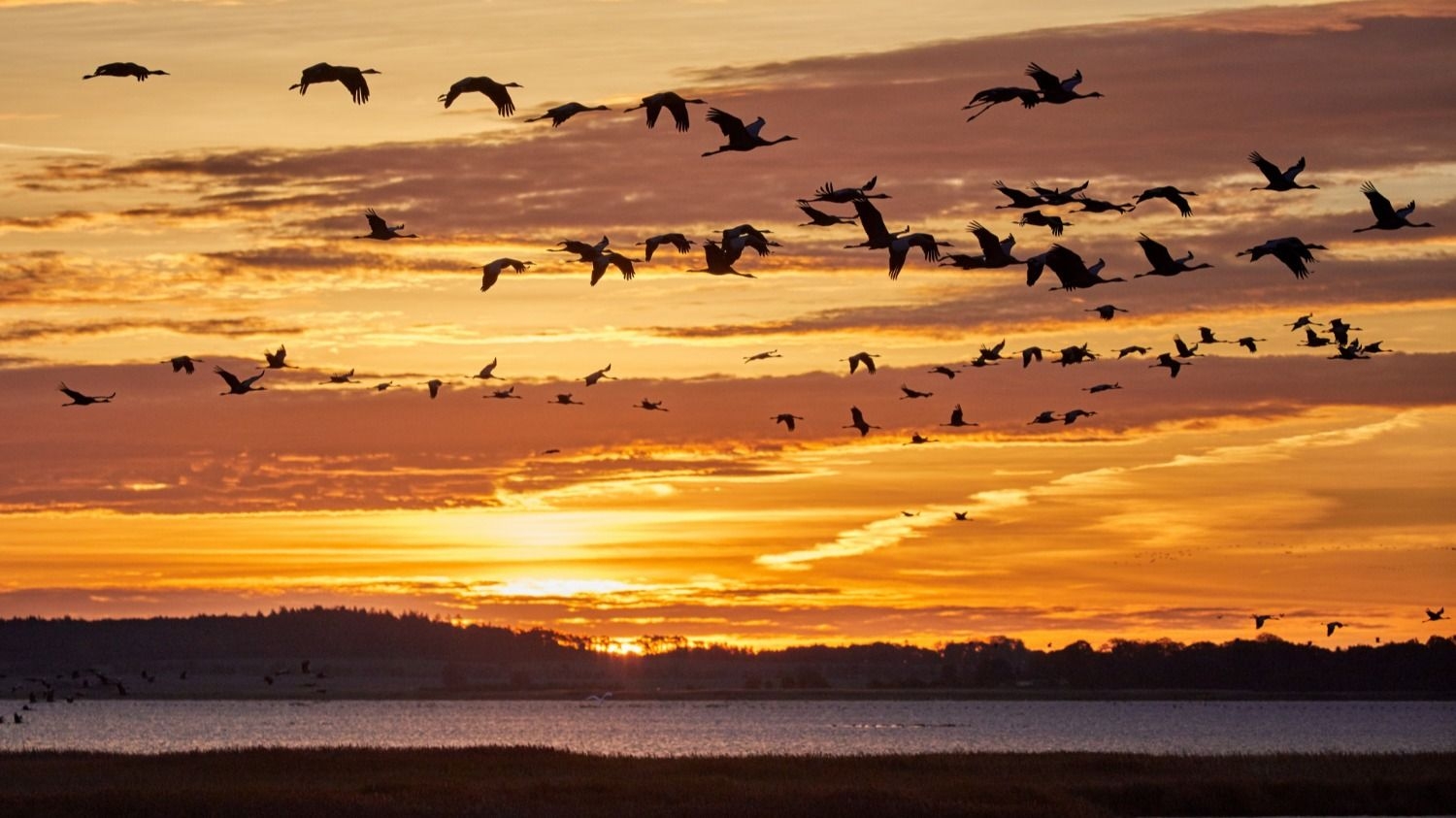 Más de la mitad de las especies de aves migratorias están en declive