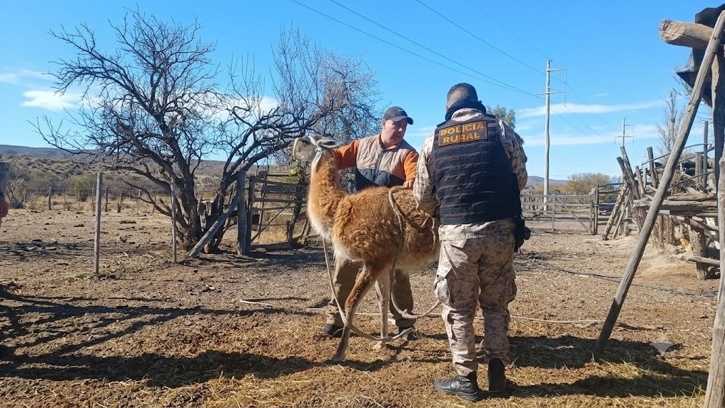 Rescataron animales autóctonos que estaban en cautiverio en Caucete