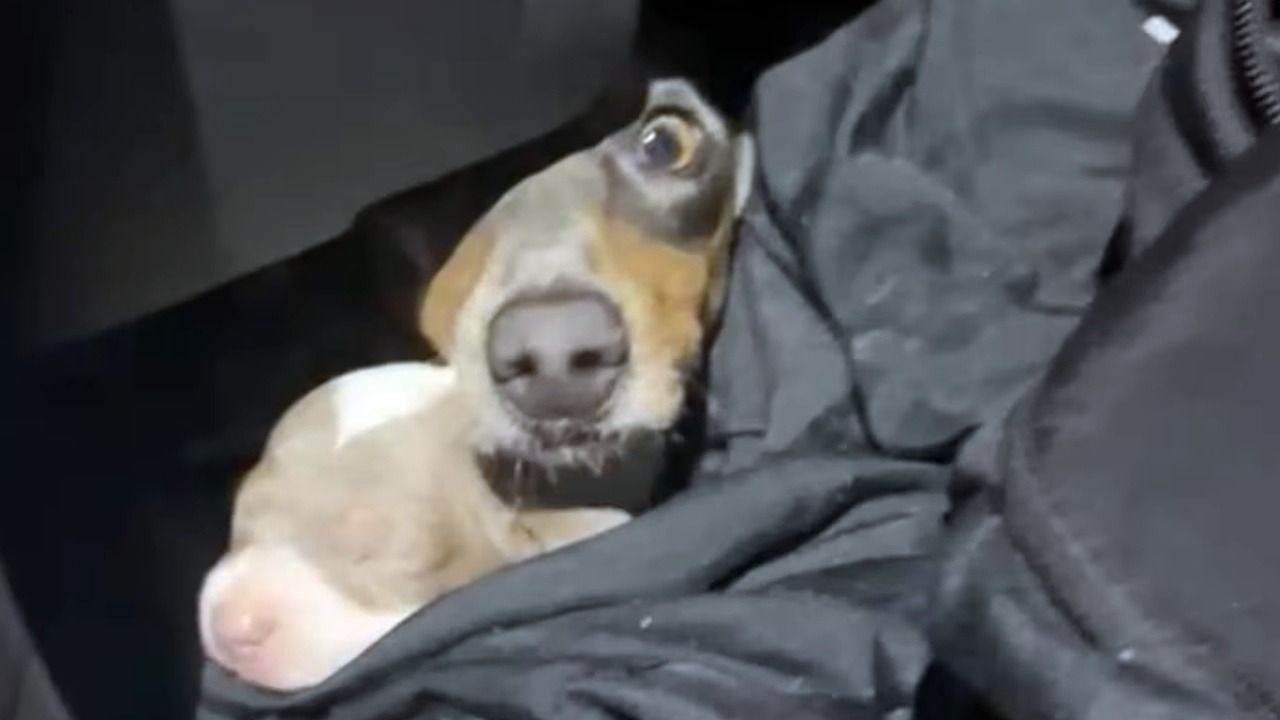 Rescataron a 13 perros “salchicha” ocultos en un auto que iba a Uruguay