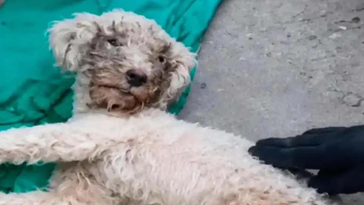 Rescataron con vida a un caniche tras 29 días bajo los escombros en Venezuela