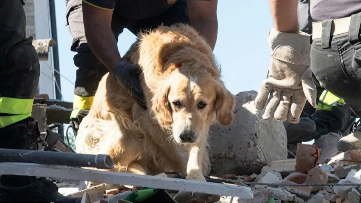 Romeo, el labrador que sobrevivió nueve días bajo los escombros de un terremoto