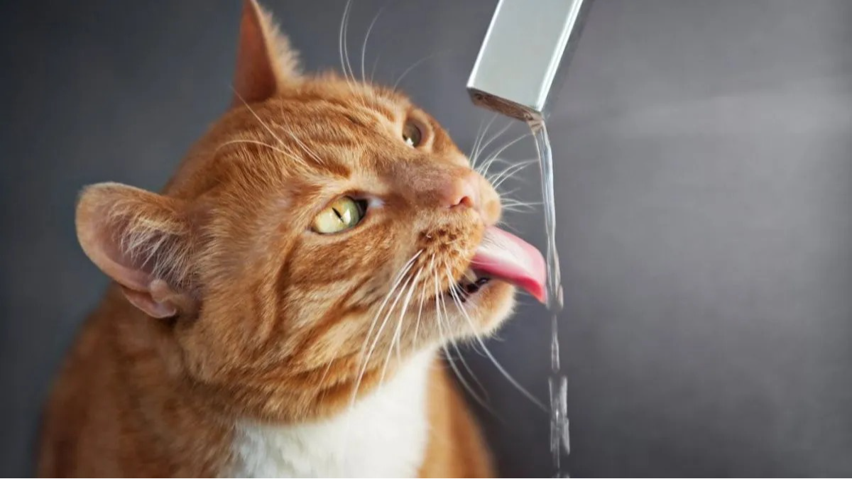 Qué significa que tu gato tome agua de la canilla y el error que muchos cometen