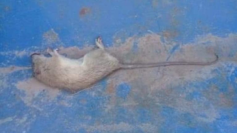 Aseguran que una escuela de 9 de Julio está invadida por las ratas