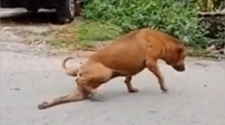 Gae, el perro que finge tener las patas quebradas para que le den comida