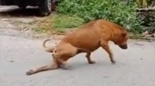 Gae, el perro que finge tener las patas quebradas para que le den comida