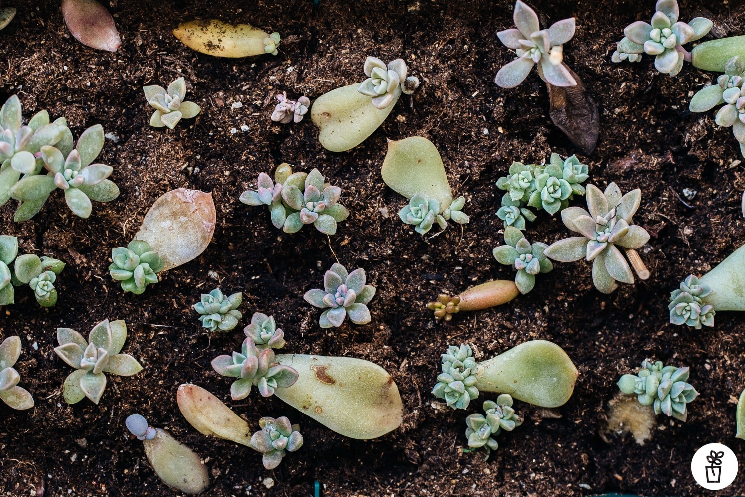 Conocé los secretos de la multiplicación de cactus y suculentas