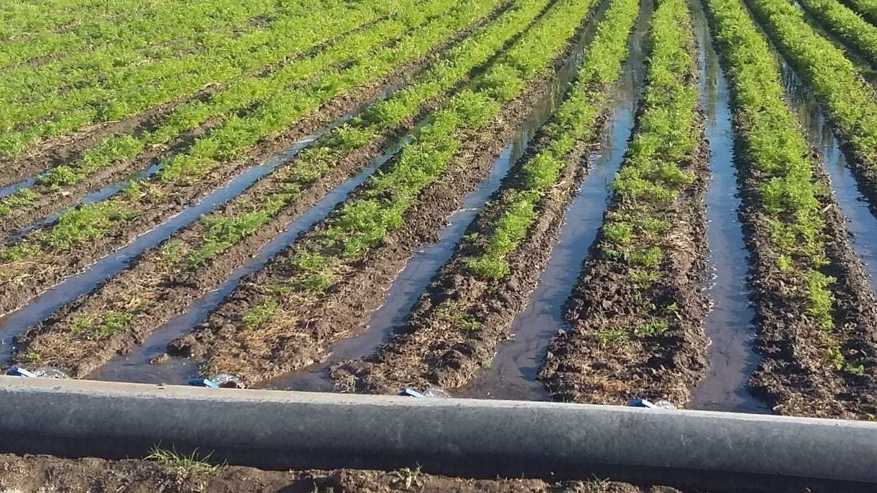 Productores sanjuaninos pedirán cambios en el manejo del agua y tarifas eléctricas