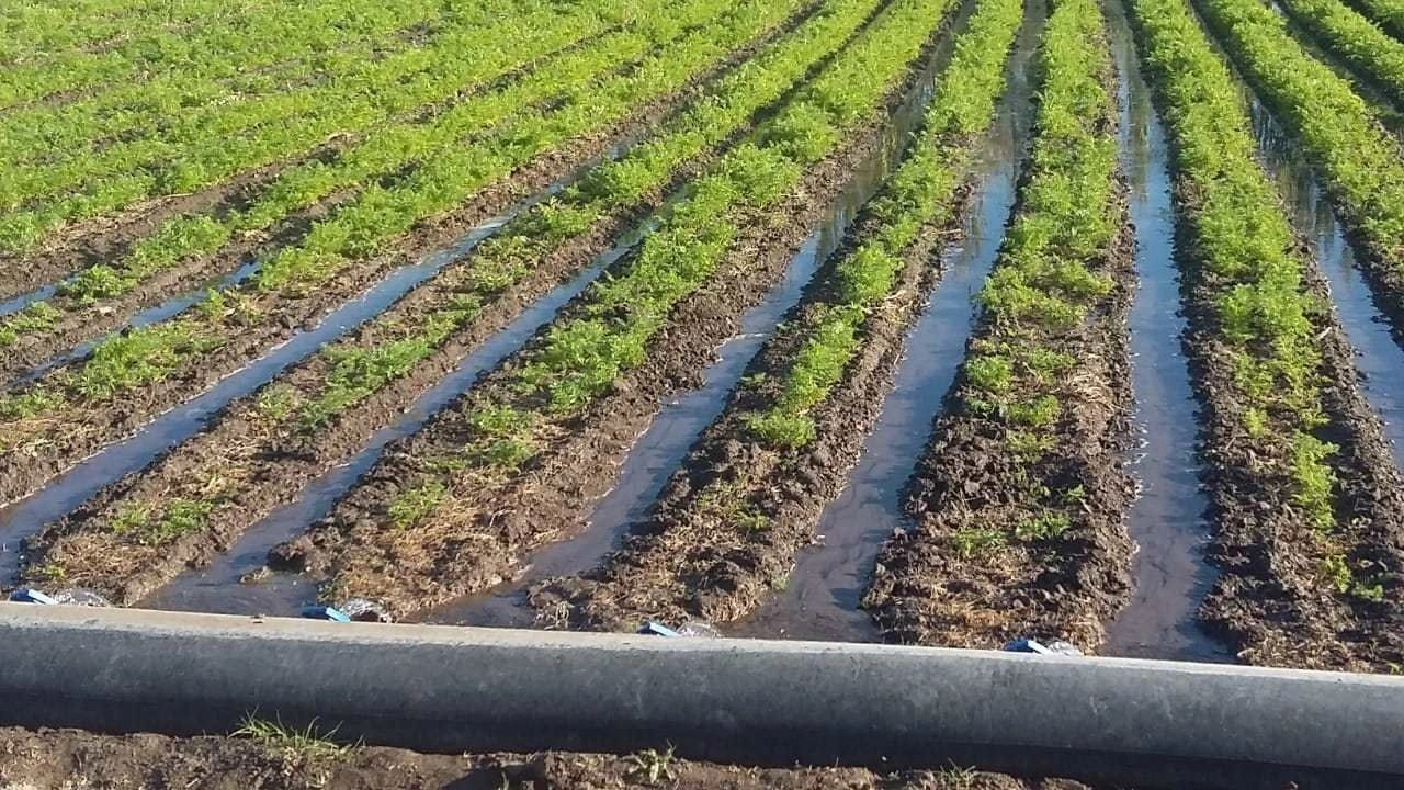 Productores sanjuaninos pedirán cambios en el manejo del agua y tarifas eléctricas