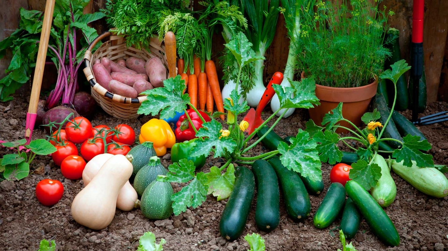 Septiembre: mes para poner a punto la huerta