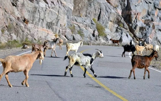  Chocaron contra una cabra y terminaron en el hospital