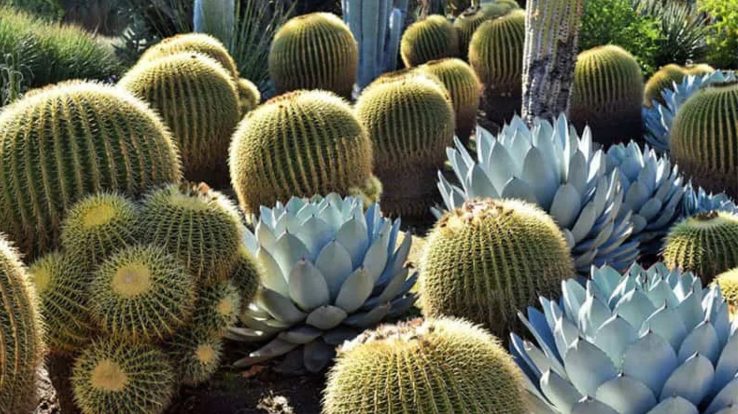 Jardines secos: la alternativa responsable