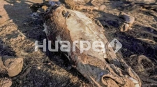 Faenan caballos en San Juan y los restos los arrojan en un "cementerio clandestino"