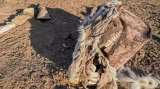 Gauchos de San Juan exigen penas más severas por el robo y faena de caballos