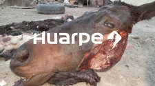 Robo y faena de caballos: para proteccionistas "El Estado hace la vista gorda"