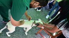En ocho meses, Ambiente esterilizó más de 3 mil mascotas