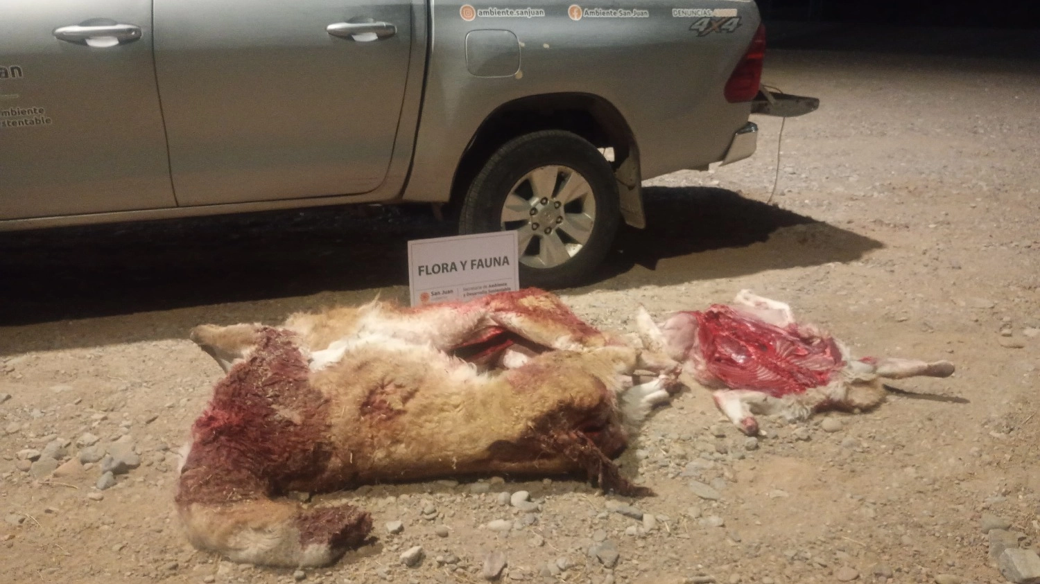 Detuvieron a cazadores furtivos con tres guanacos muertos y un arsenal de armas