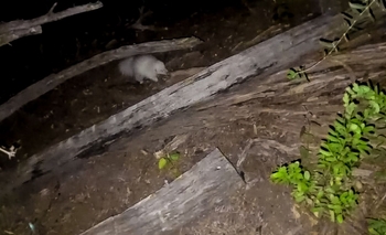 Un avistaje en Valle Fértil que sorprendió a la ciencia