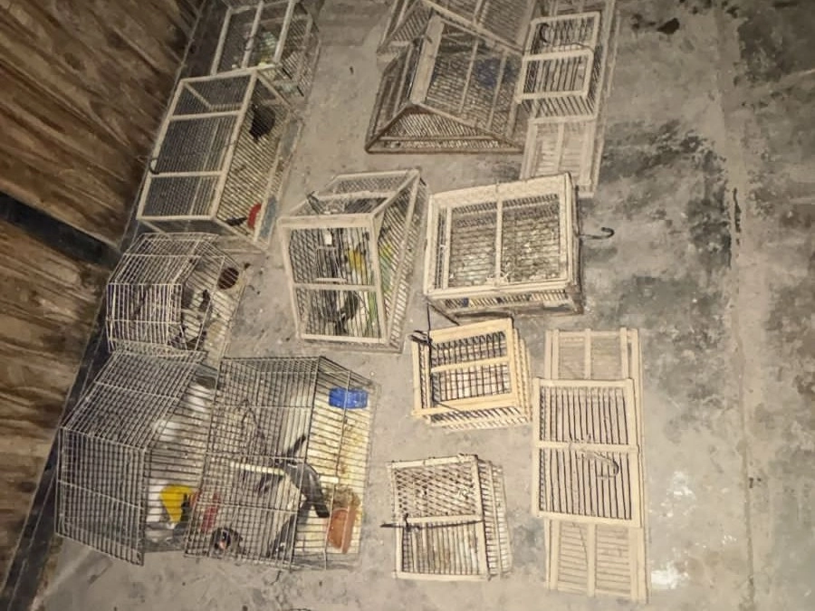 Megaoperativo en Pocito: cayeron dos ladrones que robaban en fincas y traficaban fauna