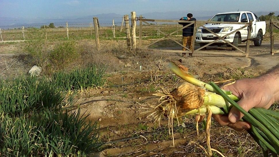 Agricultura e INSEMI inspeccionan más de mil hectáreas de cebolla, zanahoria y bunching en el Valle de Tulum
