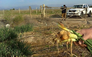 Fiscalizan más de mil hectáreas de cultivos de semillas en el Valle de Tulum