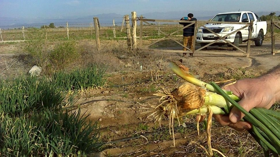 Agricultura e INSEMI inspeccionan más de mil hectáreas de cebolla, zanahoria y bunching en el Valle de Tulum