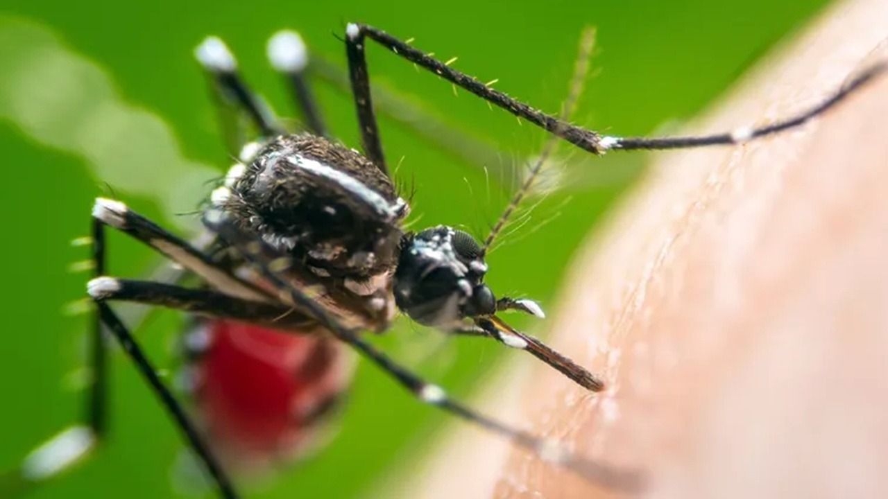 Alerta por el mosquito del dengue: detectan una resistencia a un insecticida