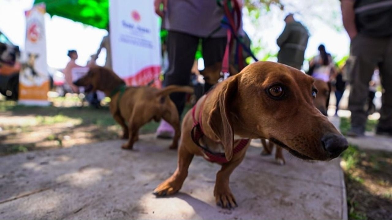 Caucete tendrá un operativo gratuito para cuidar la salud de perros y gatos