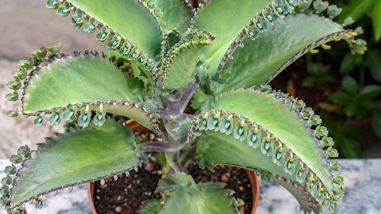 Las 5 plantas que pueden traer multas y problemas legales en Argentina