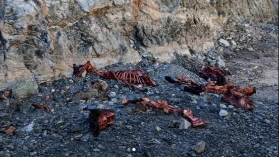 Encontraron tres caballos y un avestruz faenados cerca del dique Cuesta del Viento