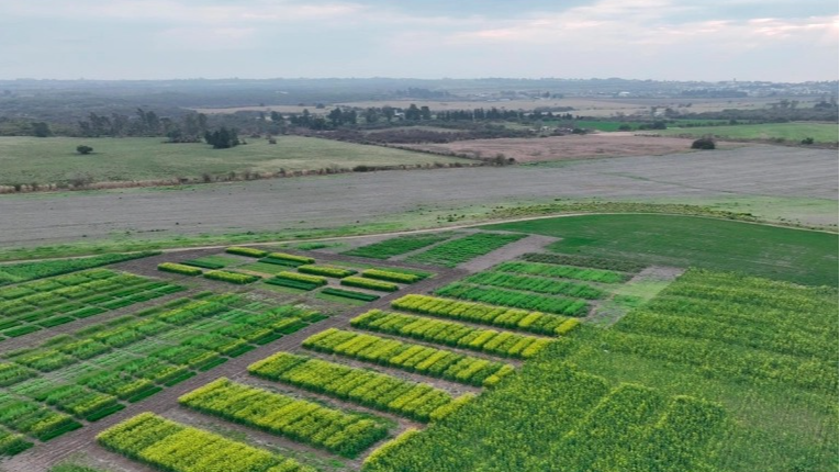 La tierra argentina cuesta mucho menos que en Brasil y Estados Unidos