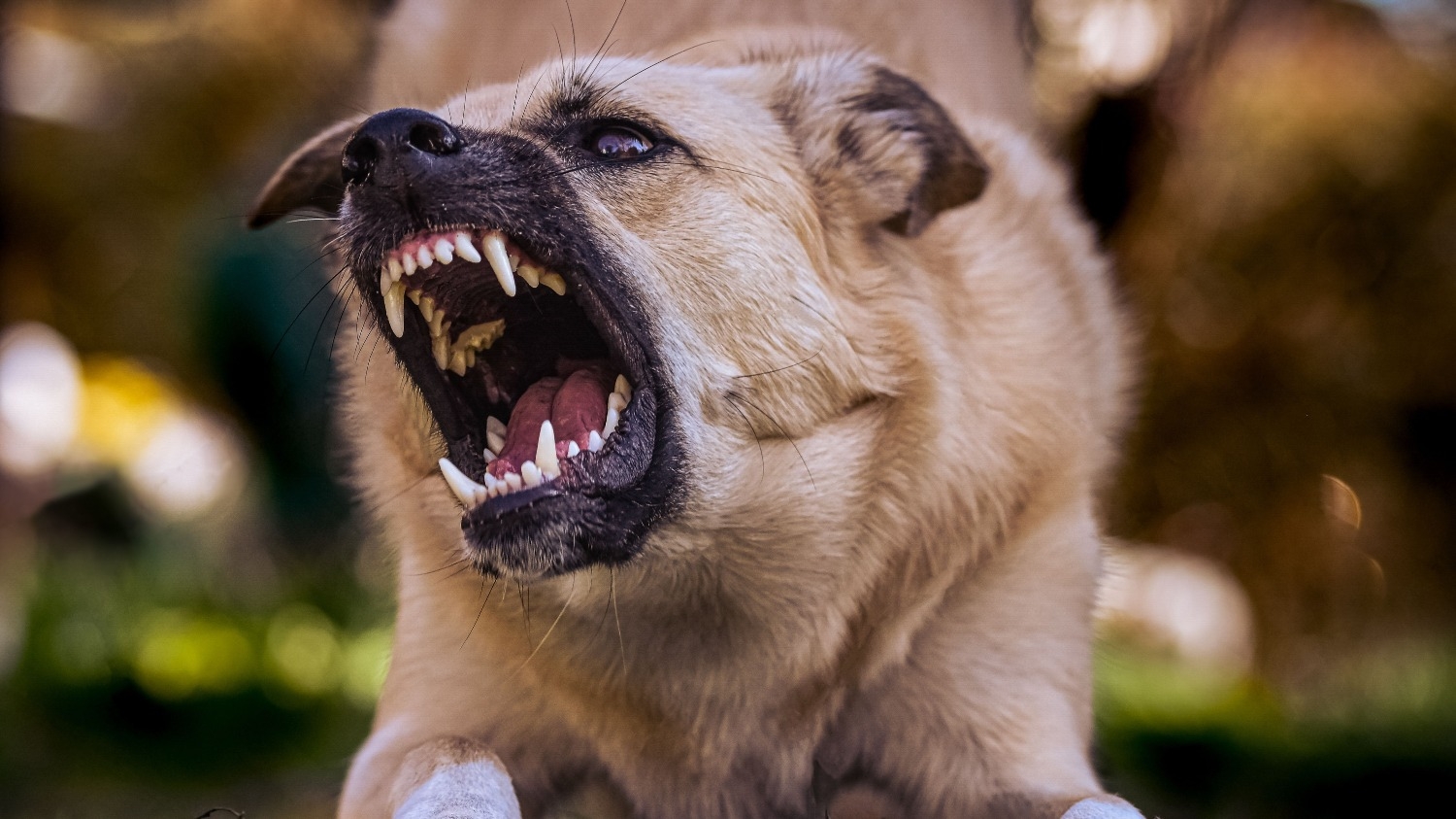 Un perro atacó a un nene en Rawson: le mordió cara, pecho, espalda y pierna