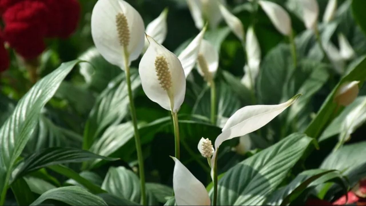 Cinco plantas ideales para combatir la humedad dentro de casa