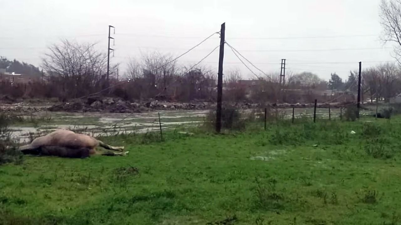 Un jinete y su caballo murieron electrocutados por un cable que tocó un alambrado