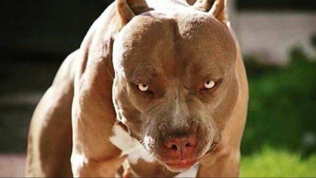 Un pitbull atacó salvajamente y mató a un nene de tres años