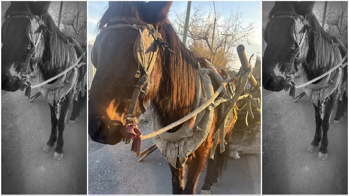 Detectaron a un caballo desnutrido y detuvieron a su dueño