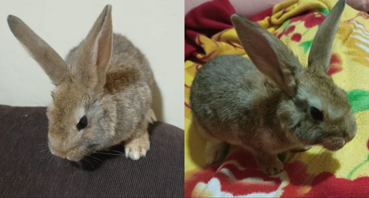 Encontraron un conejo perdido en Capital y buscan a su familia