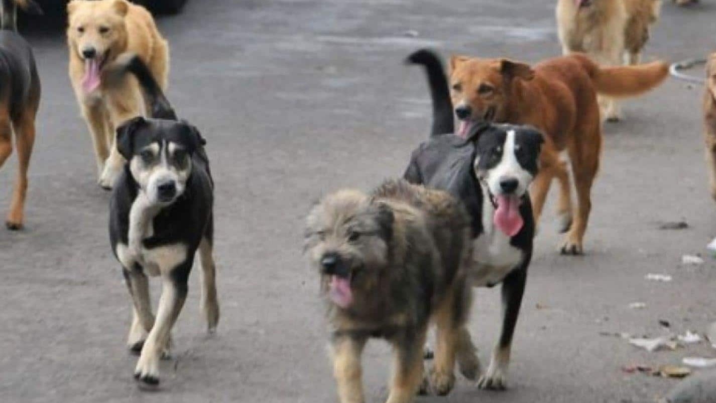 La denunciaron por sus perros y ahora debe cerrar su propiedad