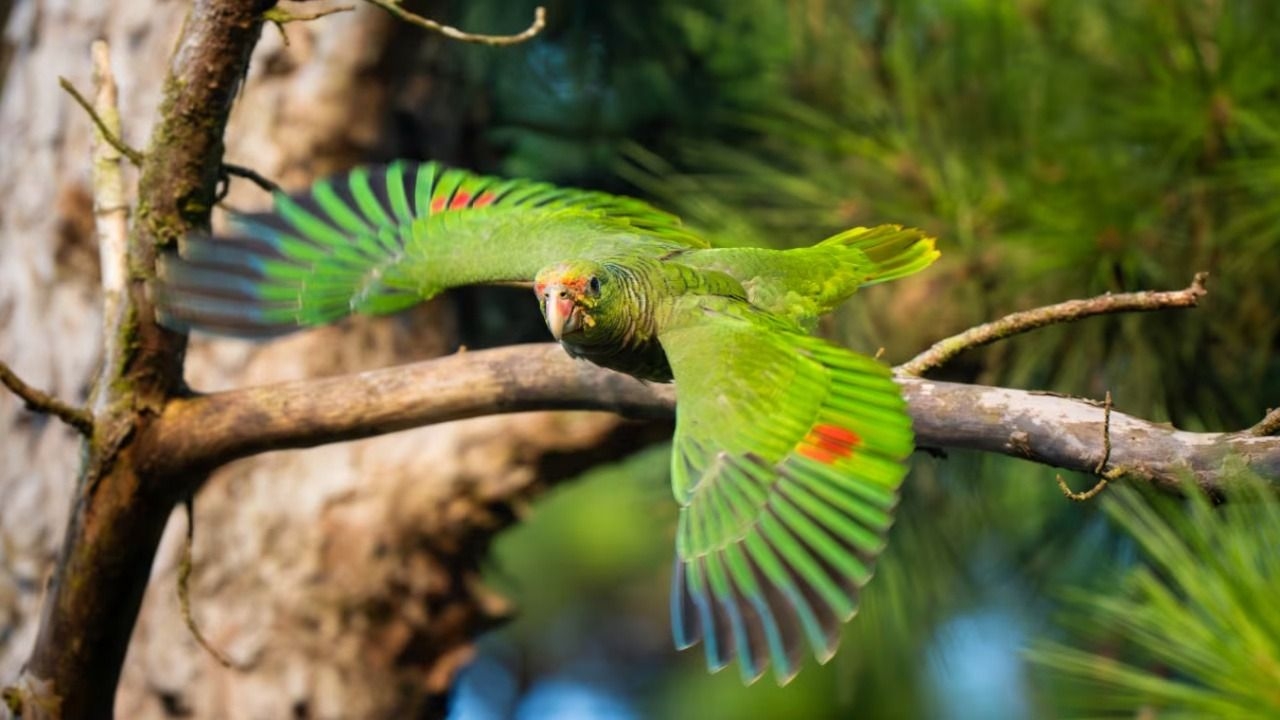 El loro vinoso resiste en Misiones pese a que quedan apenas 323 ejemplares