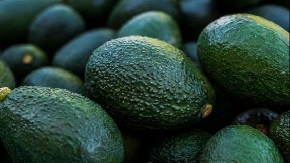 Pocito busca ser el nodo logístico de la palta chilena 